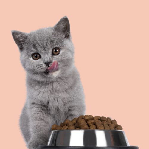 Cat Litter