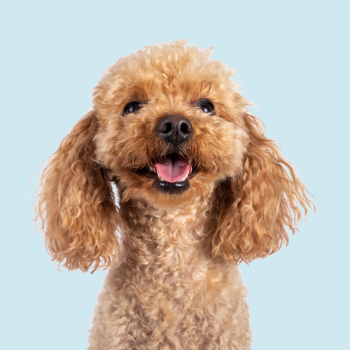Dog Accessories